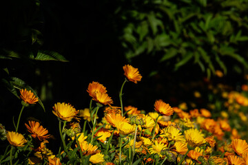 Close up shoot of beautiful Egyptian yellow and orange flowers. The resorts by the Red Sea coast have amazing irrigated gardens