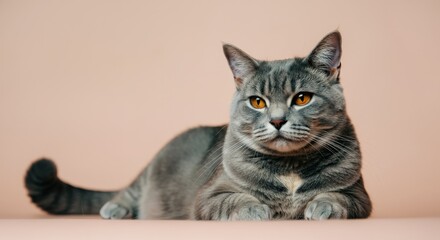 Obraz premium Relaxed gray tabby cat on soft pink background for pet lovers and home decor
