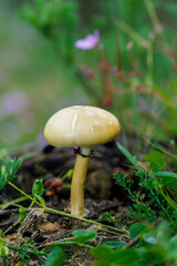 Mushroom growing on the ground of a meadow.
