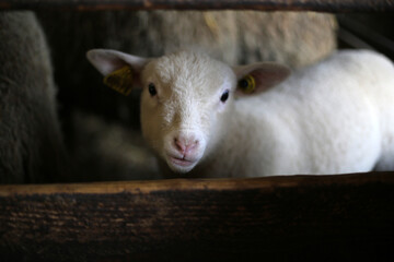 Farm animals in Bergerie National - Model farm - Rambouillet - Yvelines - Ile-de-France - France