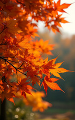 Vibrant autumn leaves create a colorful backdrop against the natural beauty of the changing seasons scenery outside._00003_