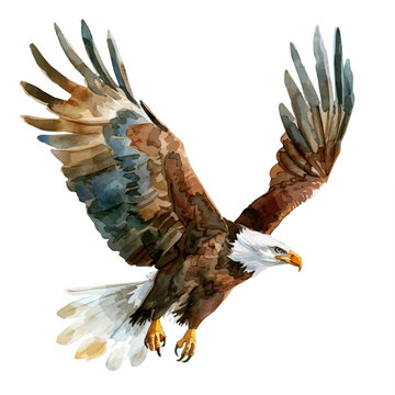recommend clip art: A watercolor painting of an eagle, isolated on a white background. Eagle vector.