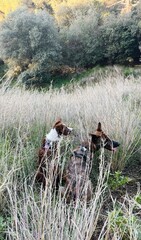 Two Dogs Sitting at the Top of a Mountain Surrounded by Plants.