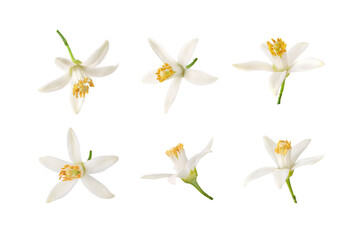 Orange tree blossom. Neroli flowers set isolated transparent png. Sweet fragrance bloom. White petals and yellow stamens.
