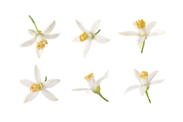 Orange tree blossom. Neroli flowers set isolated transparent png. Sweet fragrance bloom. White petals and yellow stamens.