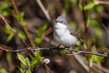 Common whitethroat
