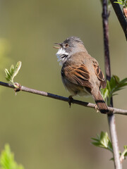 Common whitethroat