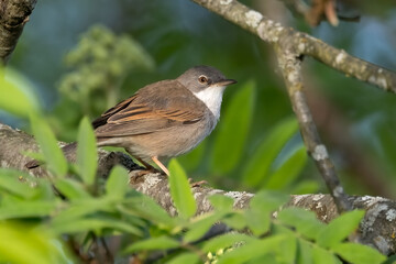 Common whitethroat