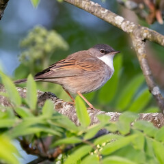 Common whitethroat