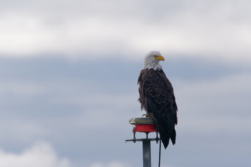 Close-up photo of a Bald eagle perched on a pole at the entrance to Seward Harbor in Alaska, USA