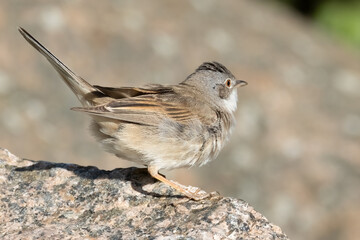Obraz premium Common whitethroat