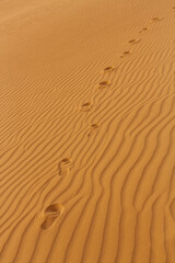 Footprints gently mark rippled desert sand dunes, capturing a tranquil moment of exploration. Ideal for themes of travel, adventure, and the beauty of nature. Perfect for advertising and promotional