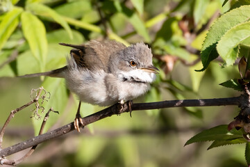 Common whitethroat