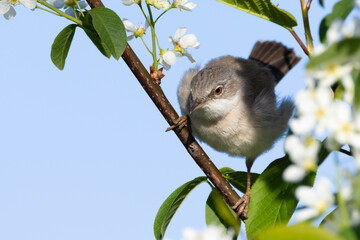 Common whitethroat