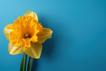 A yellow flower with a blue background