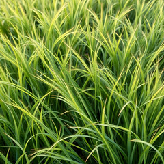 Lush green grass with delicate blades swaying in the breeze, creating a vibrant natural background