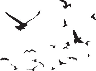 Silhouette of birds flying in the sky.