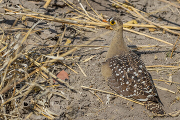 Burchell's sandgrouse on ground