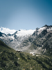 Alpine Idylle mit Schafen, gr&uuml;nen Wiesen und schneebedeckten Bergen