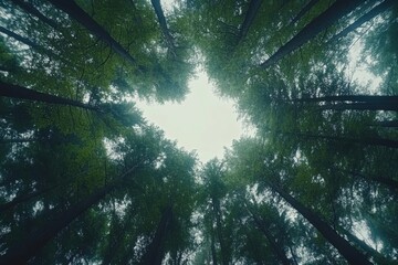 A breathtaking upward view of a dense forest canopy, with tall trees forming a natural frame around the bright sky, showcasing the beauty of nature.