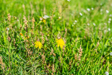 yellow flower in grass