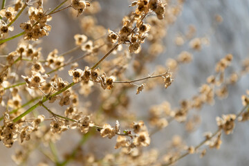 Abstract view of dried flowers on the greek island of Serifos