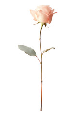 PNG Flower plant rose blossom.