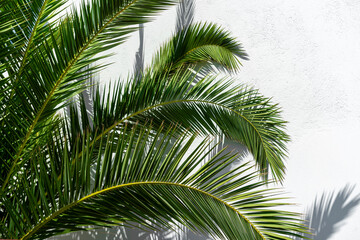 Abstract view of palm fronds against a rustic whitewashed wall in a straditional ugar cube greek village