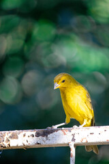 The true ground canary or ground canary (Sicalis flaveola), not to be confused with the canary or domestic canary (Serinus canaria), belongs to the family Thraupidae