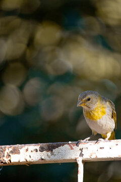 The true ground canary or ground canary (Sicalis flaveola), not to be confused with the canary or domestic canary (Serinus canaria), belongs to the family Thraupidae