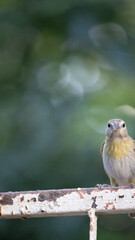 The true ground canary or ground canary (Sicalis flaveola), not to be confused with the canary or domestic canary (Serinus canaria), belongs to the family Thraupidae