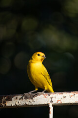 The true ground canary or ground canary (Sicalis flaveola), not to be confused with the canary or domestic canary (Serinus canaria), belongs to the family Thraupidae