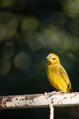 The true ground canary or ground canary (Sicalis flaveola), not to be confused with the canary or domestic canary (Serinus canaria), belongs to the family Thraupidae