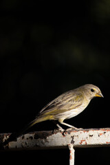 The true ground canary or ground canary (Sicalis flaveola), not to be confused with the canary or domestic canary (Serinus canaria), belongs to the family Thraupidae