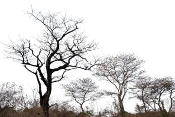 Leafless bare trees isolated on white transparent sky, deciduous plants in African savannah	