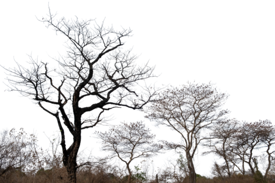 Leafless bare trees isolated on white transparent sky, deciduous plants in African savannah	