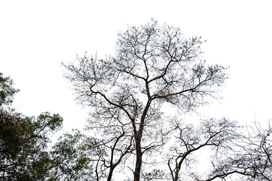 Leafless bare trees isolated on white transparent sky, deciduous plants in African savannah	