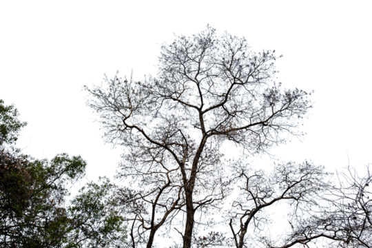 Leafless bare trees isolated on white transparent sky, deciduous plants in African savannah	