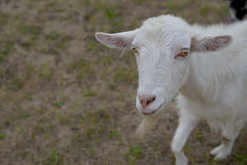 Friendly goat standing on a field