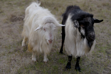 Friendly goat standing on a field
