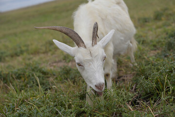 Obraz premium Female goat on a farm in the village