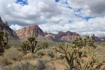 desert mountain Joshua tree