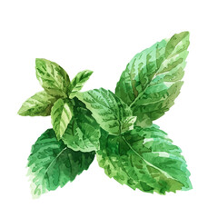 A watercolor clipart of mint leaves, isolated on a white background. Mint leaves vector.