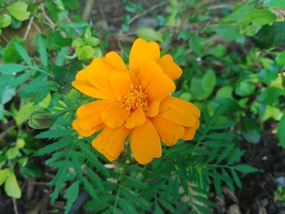 orange Tagetes flower in the garden