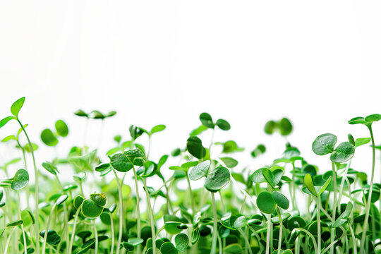 microgreens sprouting from the ground on a transparent background. healthy food concept. eco element for presentations