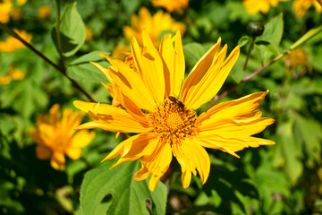 Yellow orange flower with bee collecting pollen green background nature bugs insects