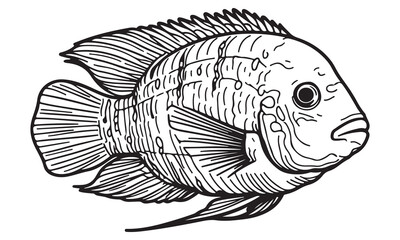 Detailed Line Art Drawing of a Cichlid Fish, Aquatic Life Illustration, Black and White, Detailed Scales and Fins