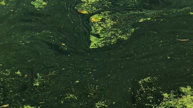 Green stagnant river water with duckweed