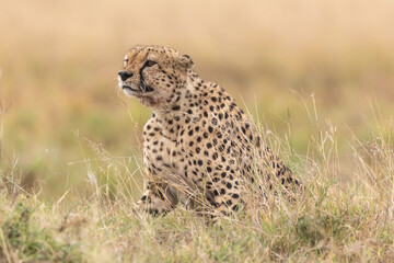 Gepard im Gras