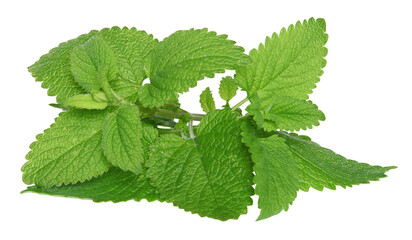 Feuilles de menthe fraîches